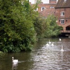 389 Salsbury swans.jpg