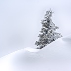 tree in snow 5x7.jpg